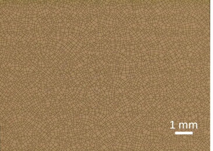 Fig. 5: Optical microscopy image of cracking of metallized (Cr/Au – 20/100 nm) PDMS. The metallization is indicated in gold, the cracks in black where the PDMS is visible