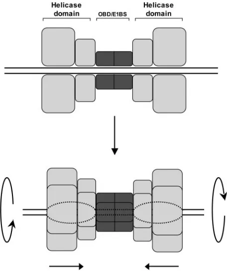 Figure 8. Proposed model for DNA melting by the E1–ori initiator complex.With ATP, E1 binds ori initially as a tetramer then as a double trimer (14).Progression from the tetramer to the double trimer is accompanied by acharacteristic change in the hydroxyl