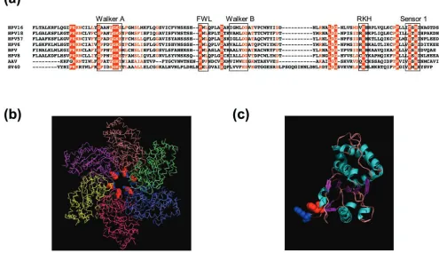 Figure 1. Conserved amino acids in helicase superfamily 3, structure of SV40 T-antigen and structural model for the BPV helicase domain