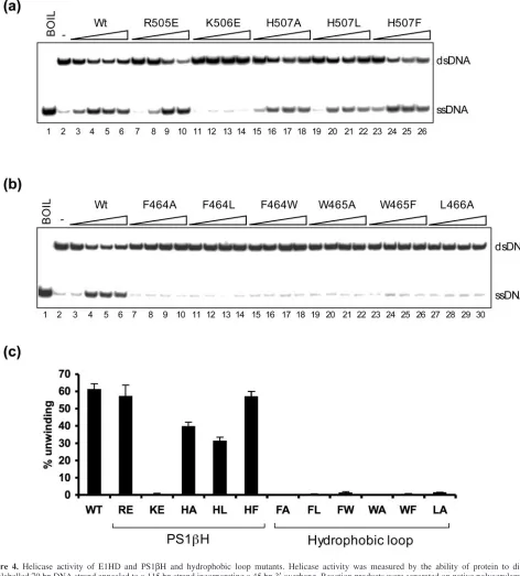 Figure 4. Helicase activity of E1HD and PS1no protein. Substrate was incubated with an increasing protein titration (100, 250, 500, and 1000 nM) and displaced oligo measured after 60 min: Lanes 3–6, wildtype