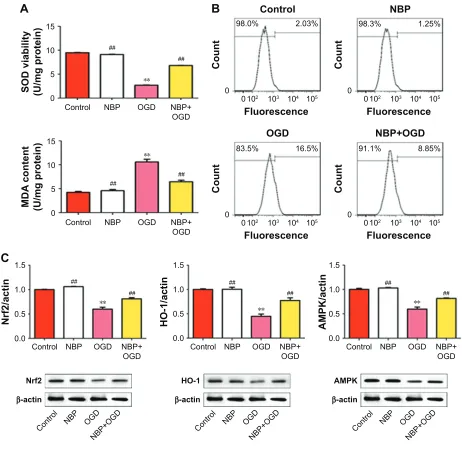 Figure 3 The drug nBP protects Pc12 cells against oxidative stress induced by OgD. Notes: (A) effect of nBP on sOD activity and MDa levels