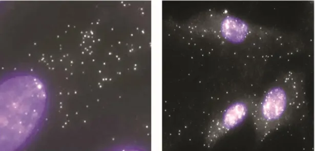 Fig.  1.  An  illustration  of  microscopy  images  showing  multiple  mRNA  localization  spots  visualized  through  fluorescence microscopy (Raj, 2016).
