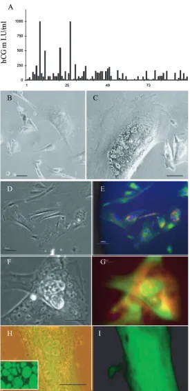 Figure 1. Derivation and initial characterization of human cytotrophoblast stem (CTBS) cell lines; bars = 20 and (μm throughout