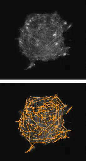 Fig. 1. Cell 12 on 1 kPa gel, original microscopy image (upper image) and microscopy image overlayed with fibers (lower image) detected by the Filament Sensor (Eltzner et al., 2016).