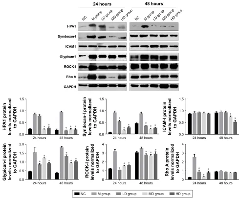 Figure 4 Fusu agent downregulated hPa1, syndecan-i, icaM1, glypican1, rOcK-i and rho a protein levels in the lung tissues.Notes: By performing semi-quantitative Western blot, the hPa1, syndecan-i, icaM1, glypican1, rOcK-i and rho a protein levels in the lu
