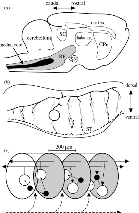 Figure 1. Schematic summary of the vertebrate reticularformation’s anatomical organization