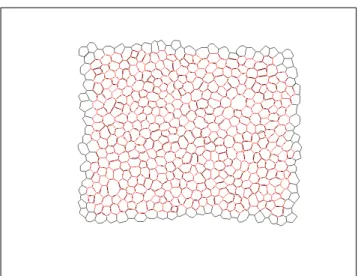 Fig. 1. Exemplary image of endothelial layer with marked cell borders: (b) existing in the data set; (c) thinned for calculation.