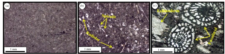Figure 6. Open marine microfacies: (a) mudstone; (b) spicultic radiolaria wackstone; (c) echinoderm fusulinid packstone