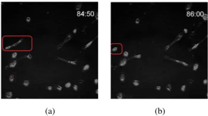 Fig. 1. Cell images. (a) Original position of highlighted cell. (b) Final position of highlighted cell from (a).
