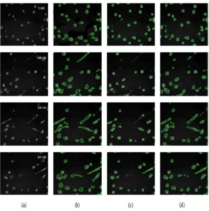 Fig. 6. Visual results of segmentation of four samples of cell images from private dataset