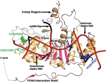 Figure 1. Model of the human FEN-1/double-flap DNA substrate interaction. The structure of human FEN-1 is PDB No