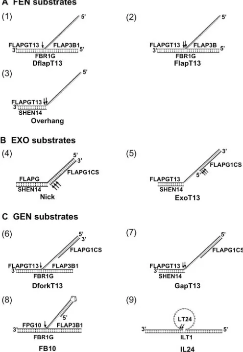 Figure 2. Schematics of three categories of DNA substrates used in this study.(The DNA substrates (1–9) for FEN, EXO and GEN activities are shown in (A),B) and (C), respectively