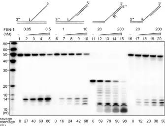 Figure 3. Various biochemical activities of FEN-1. The relative levels of FEN, EXO and GEN activites were tested on four DNA substrates: DflapT13, DforkT13,40, 80 and 200 nM for lanes 12–15; 20, 40, 80 and 200 nM for lanes 17–20