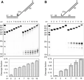 Figure 4. The GEN activityof hFEN-1increases withincreasing gap size. The duplexgap substrates (to determine the optimal gap length for GEN activity