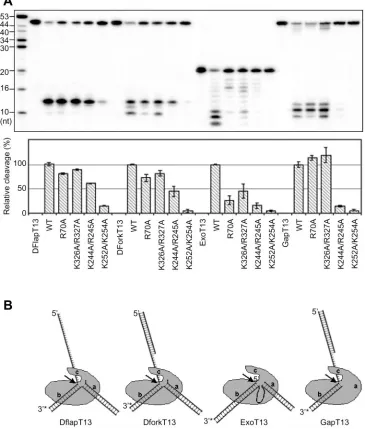 Table 2. The kinetic analyses of wide type FEN-1 on different DNA substrates