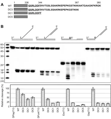Figure 6. FEN-1 C-terminus interacts with the downstream portion of DNA substrates. (The nuclease core domain is represented as a gray box, and the PCNA interaction motif is underlined