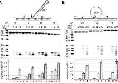 Figure 7. FEN-1 cleaveshairpin-flap and internal loop DNA substrates. (three concentrations (4, 8 and 16 nM) of FEN-1