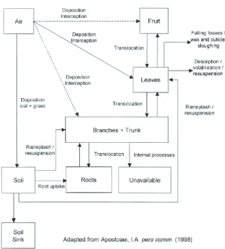 Figure 1:Processes involved in the transfer of radionuclides to fruit.FromMitchell [8].