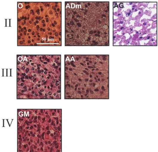 Fig. 9. Set of images used as a validation set. Each image is 100 µm × 100 µm in size
