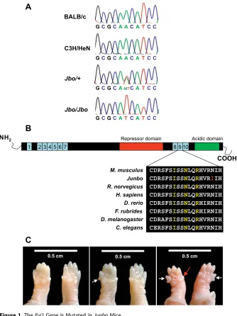 Figure 1. The Evi1 Gene Is Mutated in Junbo Mice(a) Sequence analysis of the Evi1 locus in BALB/c, C3H/HeN, Jbo/þ adult, and Jbo/Jbo embryonic DNA
