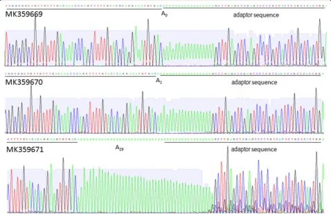 Table 2 Statistics of different lengths of poly(A) at the 3’end ofWYMV RNA1s in this study