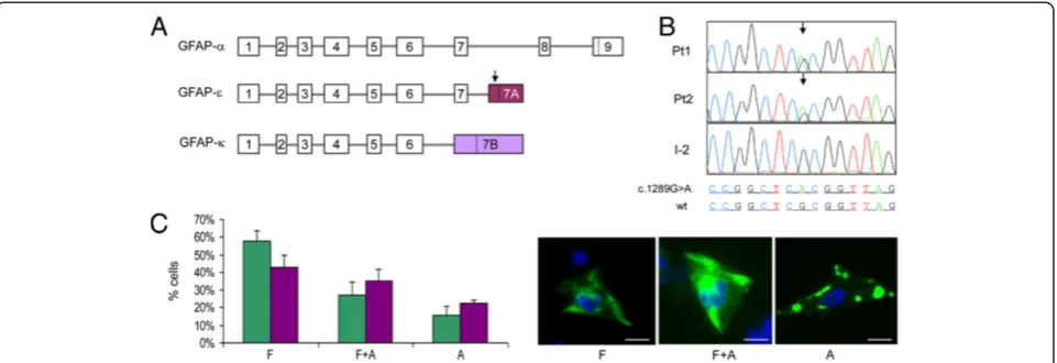 Figure 2 Characterization of the GFAP c.1289G>A/p.R430H mutation. A: Schematic representation of the exonic structure of different GFAPisoforms