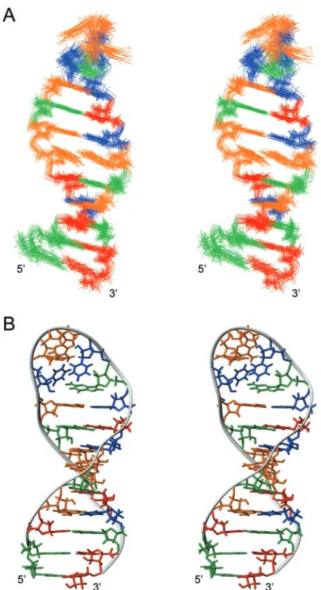 Figure 3. Solution structure of TBEstructures. Nucleotides are colored A (orange), U (blue), C (red) and G (green).(with respect to (A) for a better view of the loop structure