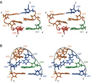 Figure 4. Features of the TBEhelical stem. (HP structure. (A) Stereoview of the lowest energy structure showing the staggered arrangement of A22 and A34 in the middle of theB) Stereoview of the major groove view of the lowest energy structure of the TBEHP 