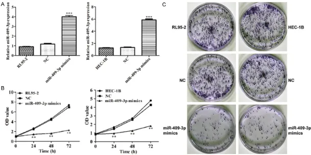 Figure 2. Overexpression of miR-409-3p suppresses endometrial carcinoma cell viability and colony formation ability in vitro