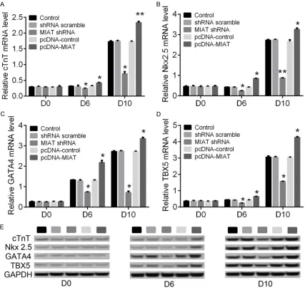 Figure 2. Expression of cardiomyocyte differentiation related genes in transfected P19 cells