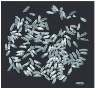 Fig. 4. Sample image obtained with the flatbed scanner (850 × 800 pixels).