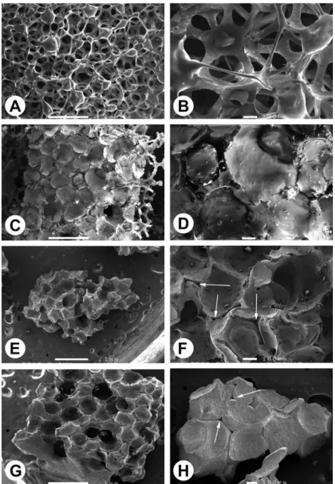 Fig. 1. Scanning electron microscopic analysis of the polyurethane foam and  β  -TCP material prepared by the  foam technique at different steps