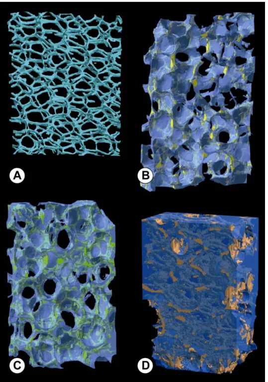 Fig. 4. Micro computed tomography (microCT), 3D models of: A) the polyurethane foam; B) the sintered  material prepared with the 10 g slurry; C) with 15 g; D) with 25 g