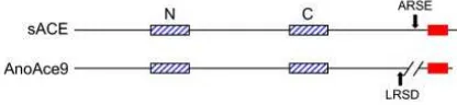 Table 4: Predicted AnoACE proteins. Conceptual proteins were translated from cDNA sequences for AnoACEs 2, 3, 7 and 9 and from genomic sequence for AnoACEs 1, 4, 5, 6, and 8.