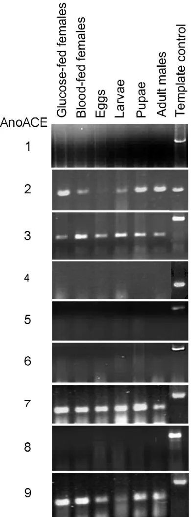 Figure 7RT-PCR analysis of AnoACE gene expressionRT-PCR analysis of AnoACE gene expression