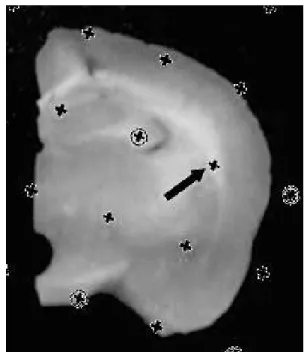 Fig. 2. A rat brain slice viewed under the microscope  with an equidistant point grid superimposed