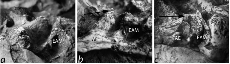 Figure 1. Mandibular fossa of three Homo erectus specimens in an oblique basal view: (a) OH 9 from Africa (note the deep fossa); (b) KNM-ER 3733 from Africa (note the shallow fossa and the elevated entoglenoid process, indicated by the arrow); (c) Dali fro