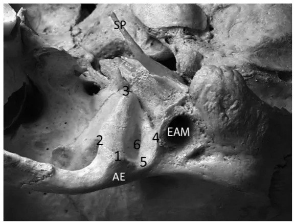 Table 3.  Landmark definition. Skull is oriented in the anatomical position.                                                                                 