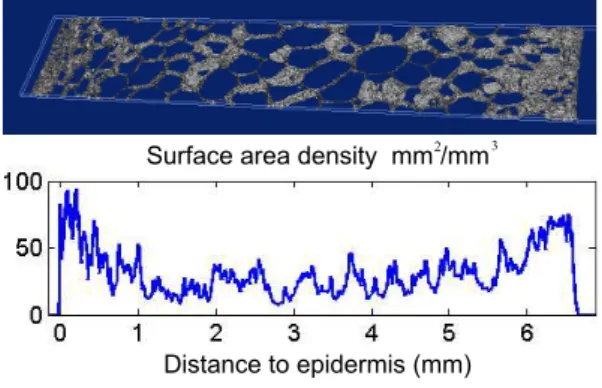 Fig. 8. A 3D isosurface representation of a binary image obtained after 3D segmentation of a confocal set of tomato pericarp images