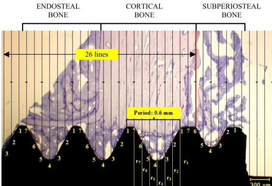 Fig. 4. A systematic test line orientated perpendicularly to the axis of the implant placed over one section