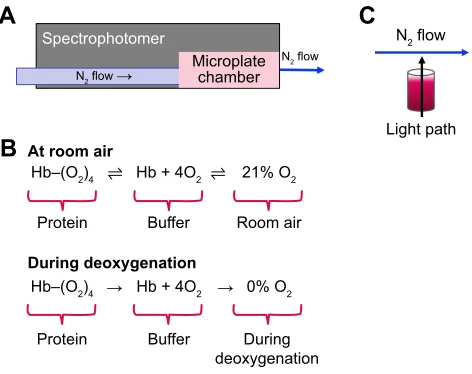 Figure 1 schematics and principles of the oxygen dissociation assay.Notes: (A) The flow of N2 within the spectrophotometer for the ODa