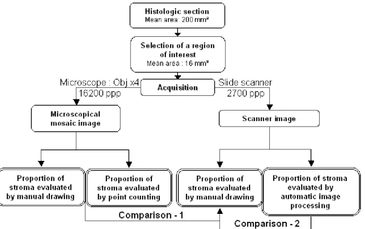 Fig. 1. Presentation of the quality control strategy. The proportions of stroma obtained in scanner images were compared to those yielded after interactive drawing and point counting on microscopic mosaic images covering the same territories (comparison: 1