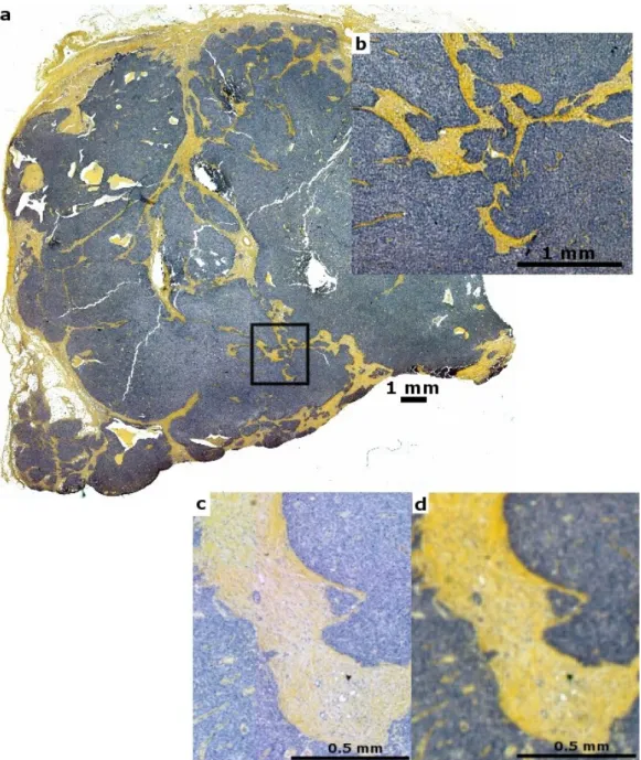 Fig. 2. A 2,700-dpi color image obtained after acquisition with the calibrated slide scanner