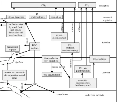 Figure 6. Components of the carbon cycle in peat.