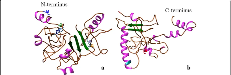Fig. 8 TSWV nonstructural (NSs) protein prediction model based on residue-contact method, CONFOLD: a Domain 1; b Domain 2