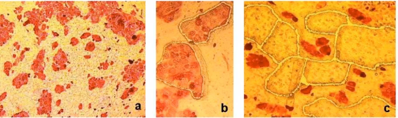 Fig. 2. Laser microdissection in the 2-D coculture model. Part (a) demonstrates a section of the membrane based 2-D coculture