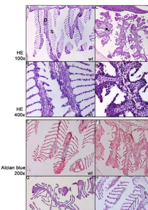 Figure 3. Patterning of the Branchial Arches in a 5-Mo-OldHigher magnification shows stacks of single chondrocytes in the primarylamellae.(C and D) Sectioning of aresulting in the absence of secondary lamellae and the presence of fociof chondrocyte-like ce