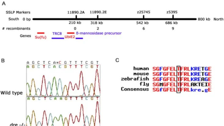 Figure 4. Positional Cloning of the dre Mutant(A) Schematic representation of assembled contig 11890 of the Zv2 genome assembly