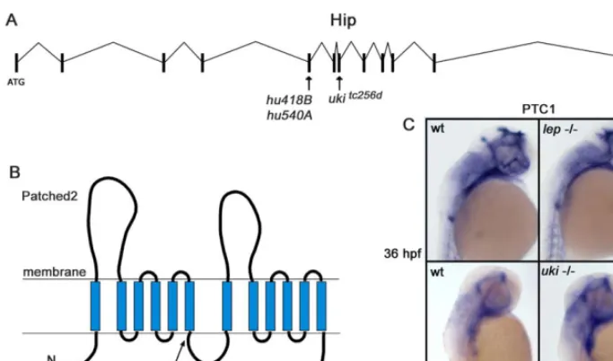 Figure 6. Premature Stop Codons Were Identified in the uki and lep Mutant in Hip and Ptc2, Respectively(A) Schematic representation of the genomic organization of the Hip gene