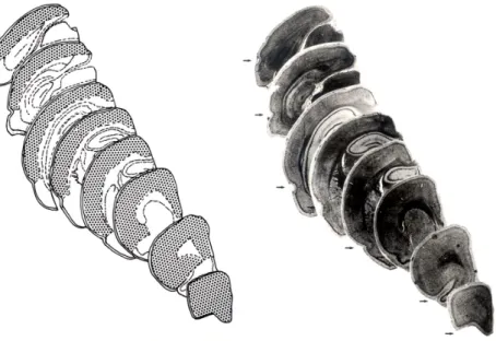Fig. 1. Series of frontal sections through the right cerebral hemisphere of rat showing the borders of the syncortex